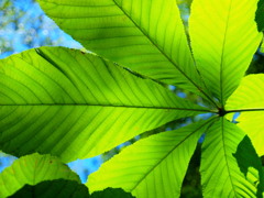 leaves