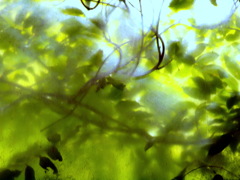 greenage