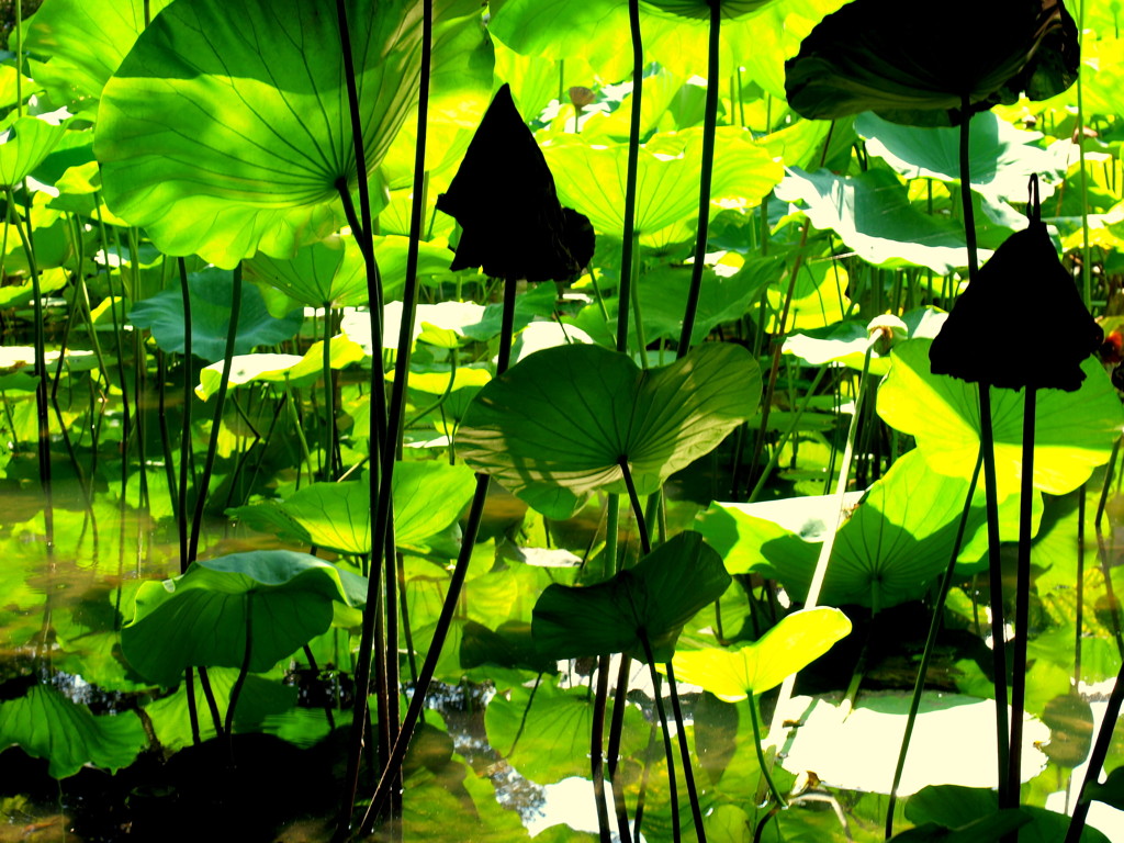 Nelumbo nucifera