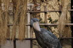 ん？。誰か呼んだ？