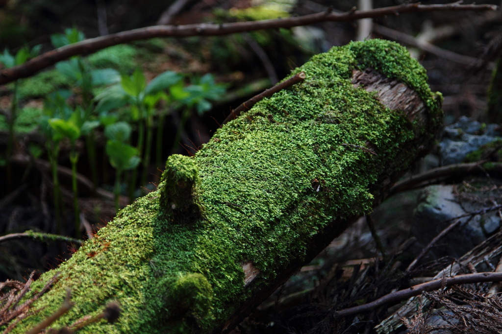 苔むして