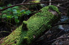 苔むして