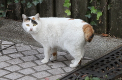 ん、なんだにゃ？