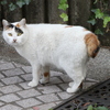 ん、なんだにゃ？