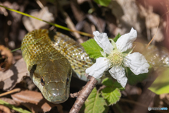 アオダイショウとクサイチゴの花