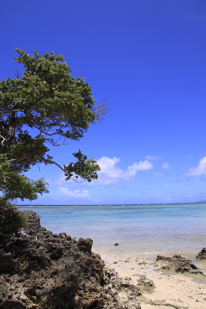 浜紫檀の木陰から