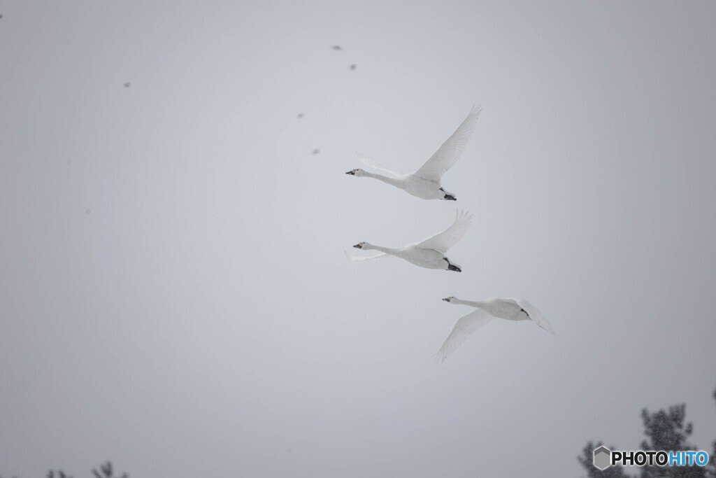静寂の中の飛翔