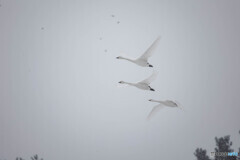 静寂の中の飛翔