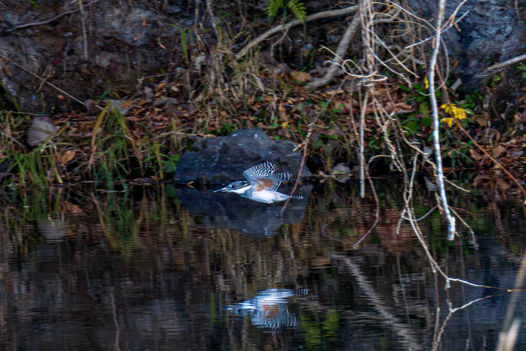 リフレクション