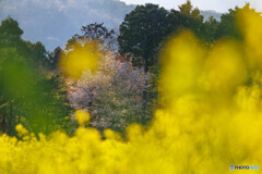 主役は桜