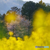 主役は桜