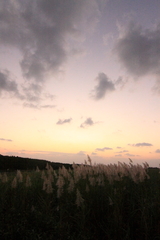 ススキじゃないですよ