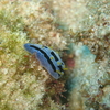 ウミウシ