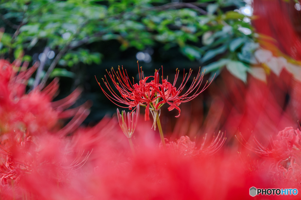 曼珠沙華