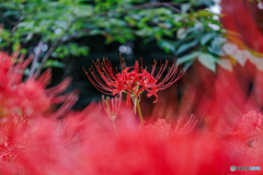 曼珠沙華