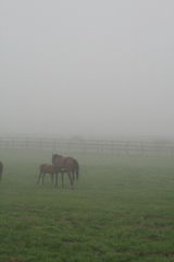 朝もやの中で２