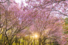 桜の季節が終わる