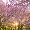 桜の季節が終わる