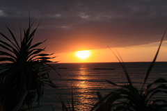 アダンの間から