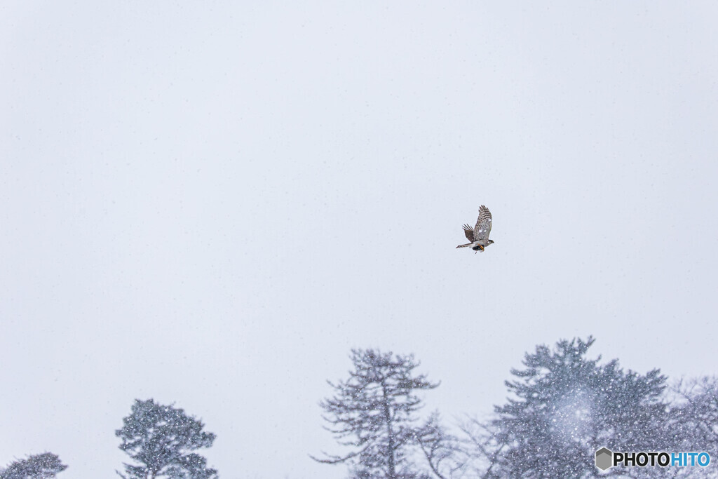 吹雪の中でも～猛禽編～