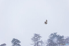 吹雪の中でも～猛禽編～