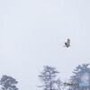 吹雪の中でも～猛禽編～