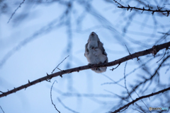 そっちの枝に届…くかな？