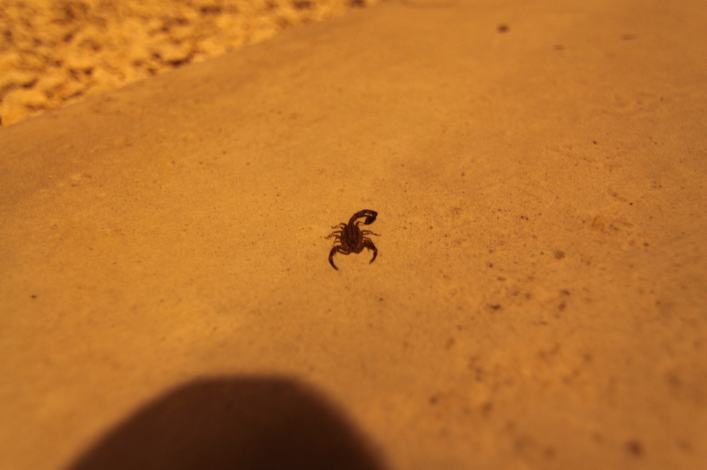 家の前の訪問者