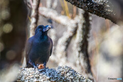 何食べてるんだろう？