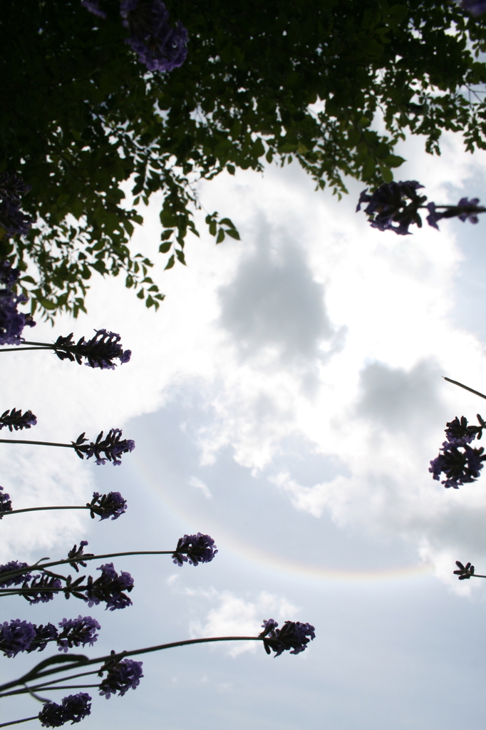 ラベンダーの中から見上げると