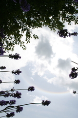 ラベンダーの中から見上げると