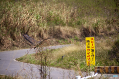 スピード落とせ！路上にカンムリワシ