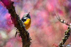 あまりない組み合わせ