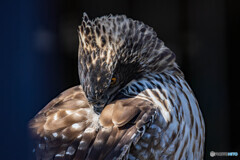 毛づくろいでも眼光鋭い