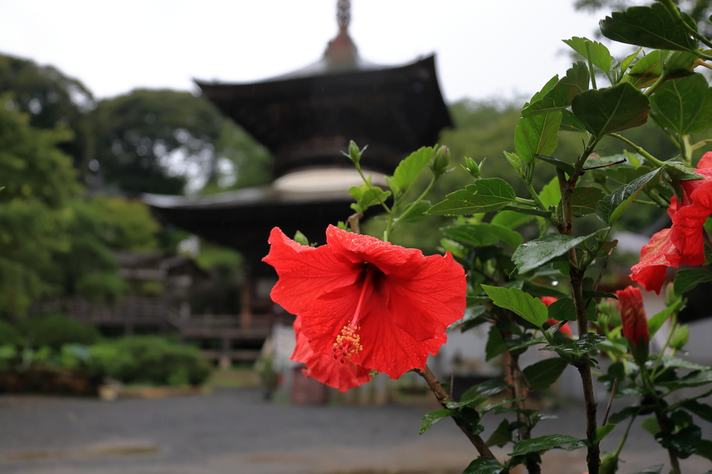 お寺にアカバナー？