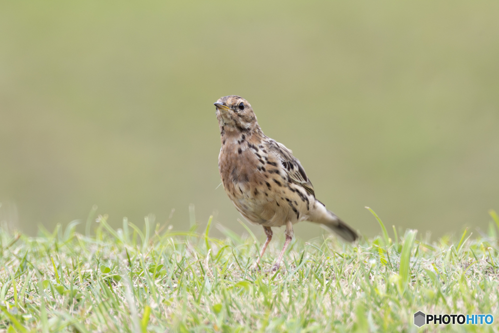 ムネアカタヒバリ
