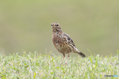 ムネアカタヒバリ