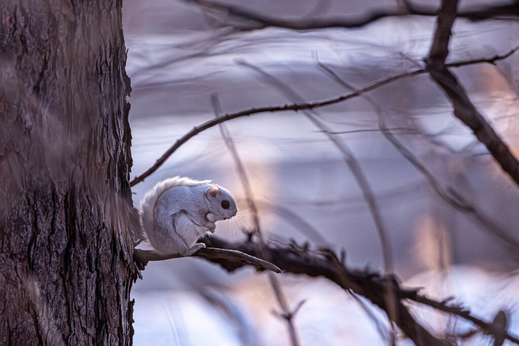 白エゾモモンガ