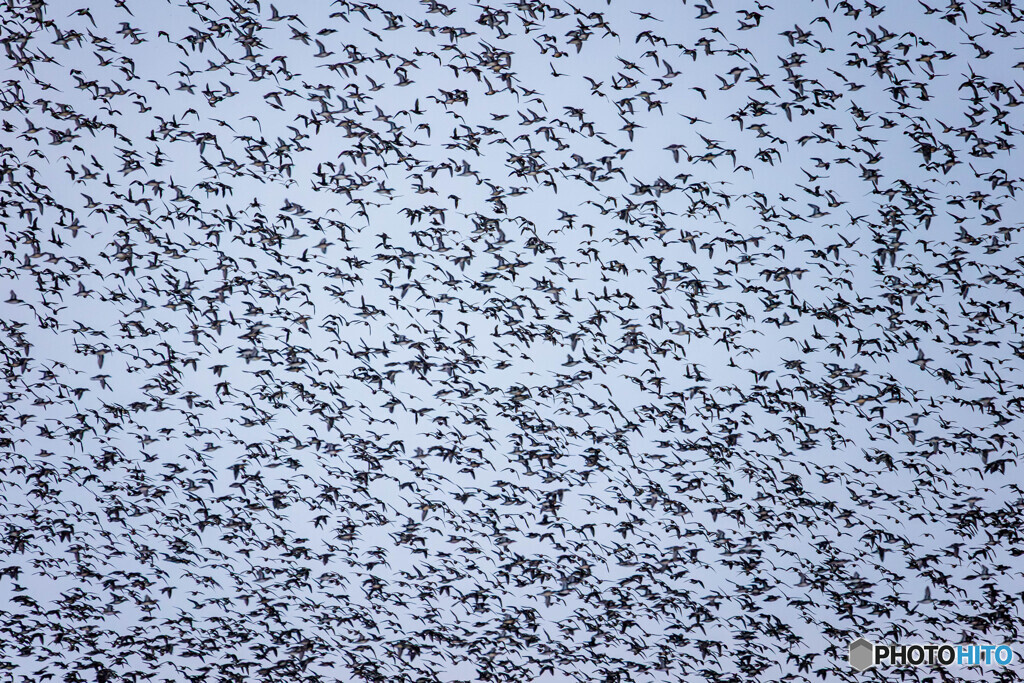鳥鳥鳥鳥撮り・・・