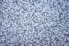 鳥鳥鳥鳥撮り・・・