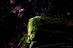 木に宿る苔　Moss that dwells in tree