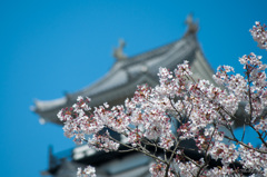掛川城と桜