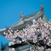 掛川城と桜