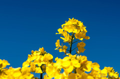 菜の花