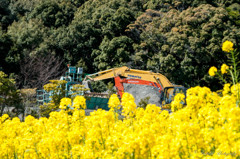 菜の花と働く重機