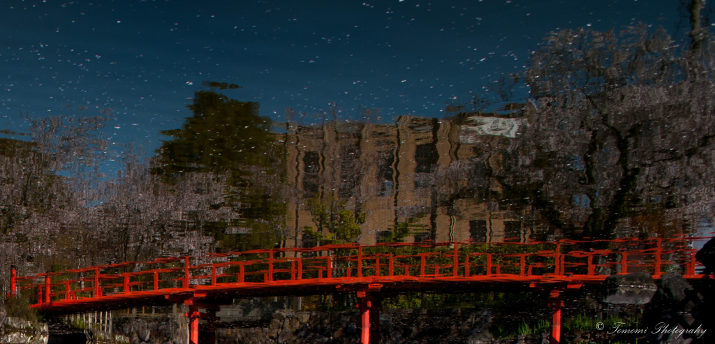 桜の星空