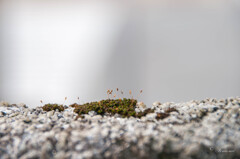 _DSC0161