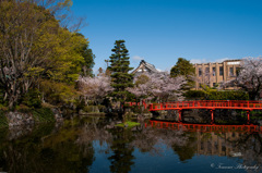 蓮池と桜