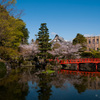 蓮池と桜