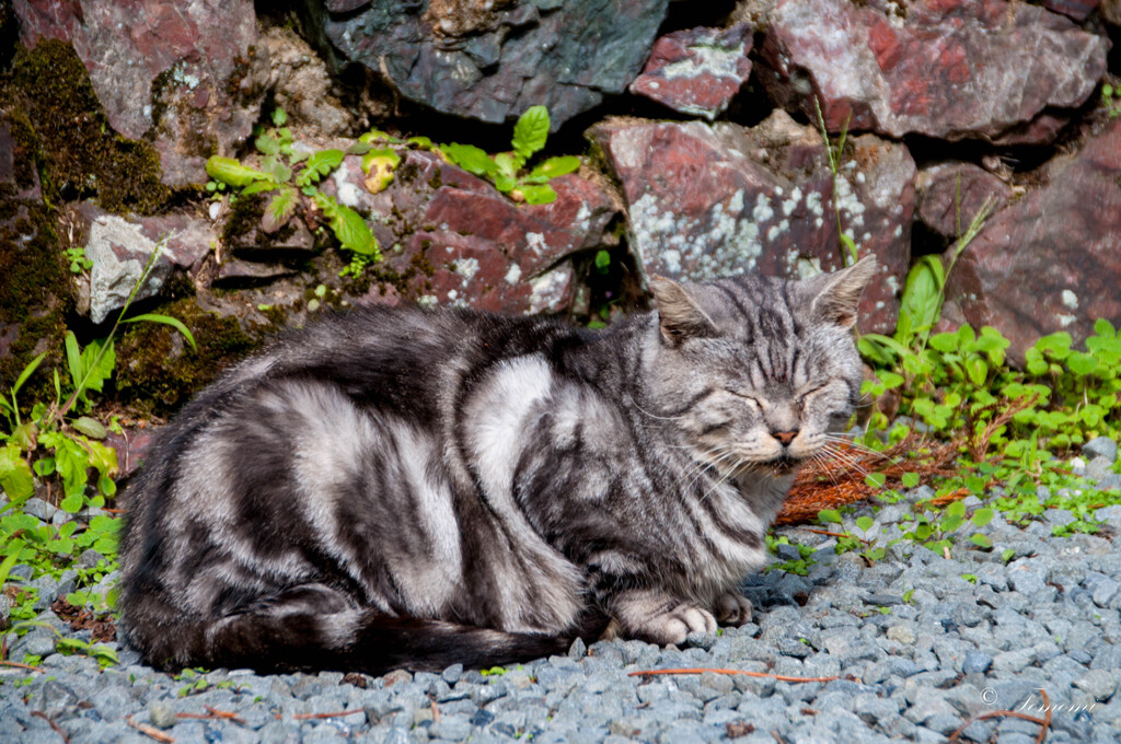 猫